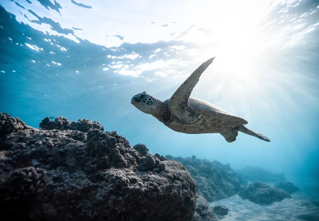 Private Cruise Zakynthos: Sea Turtles, Keri Caves and More