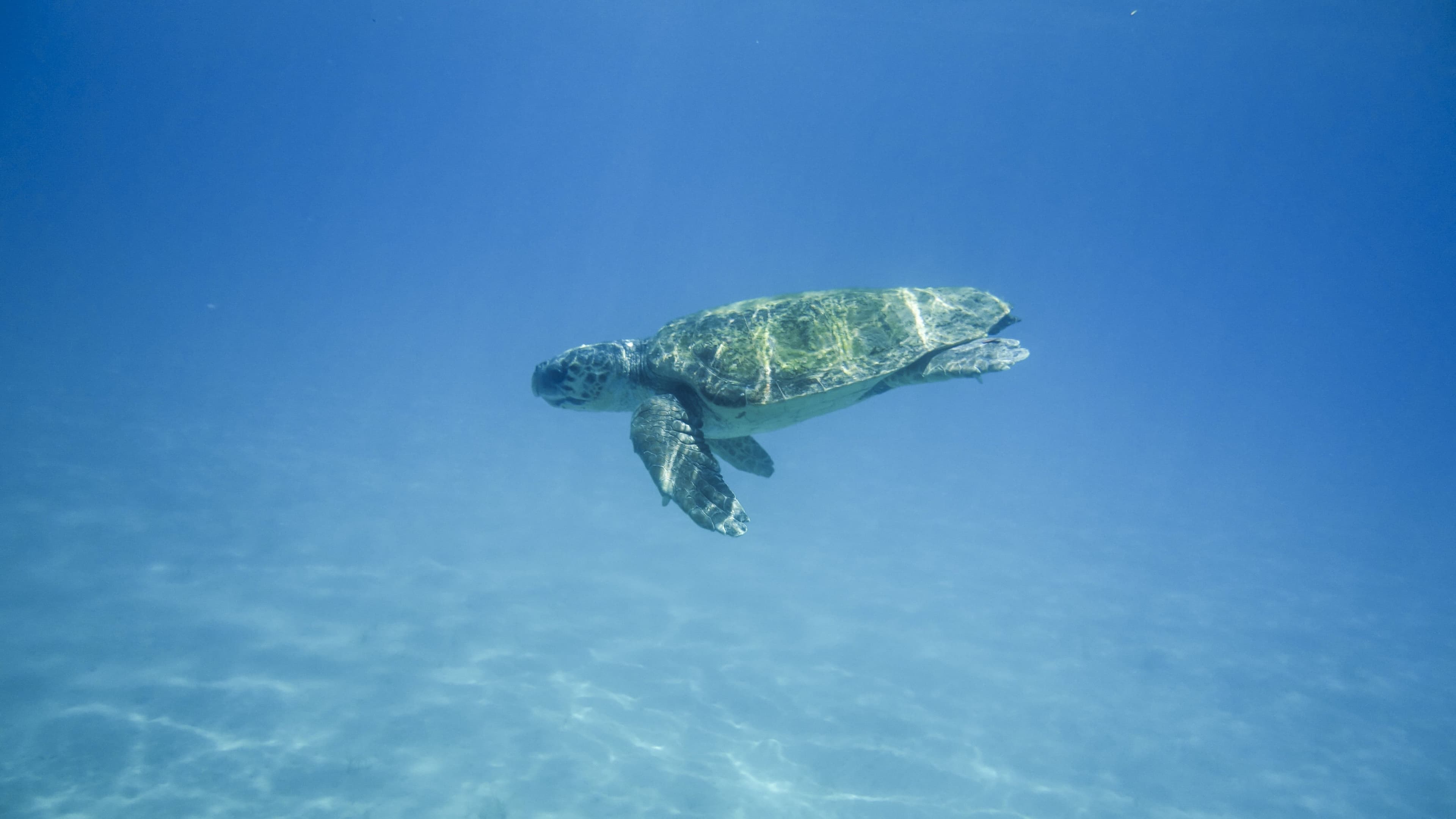 Economy Pack Private Cruise Zakynthos: Turtle Island, Caves and More
